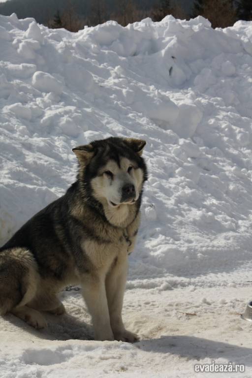 Concurs cu sănii trase de câini - Harghita | 6
